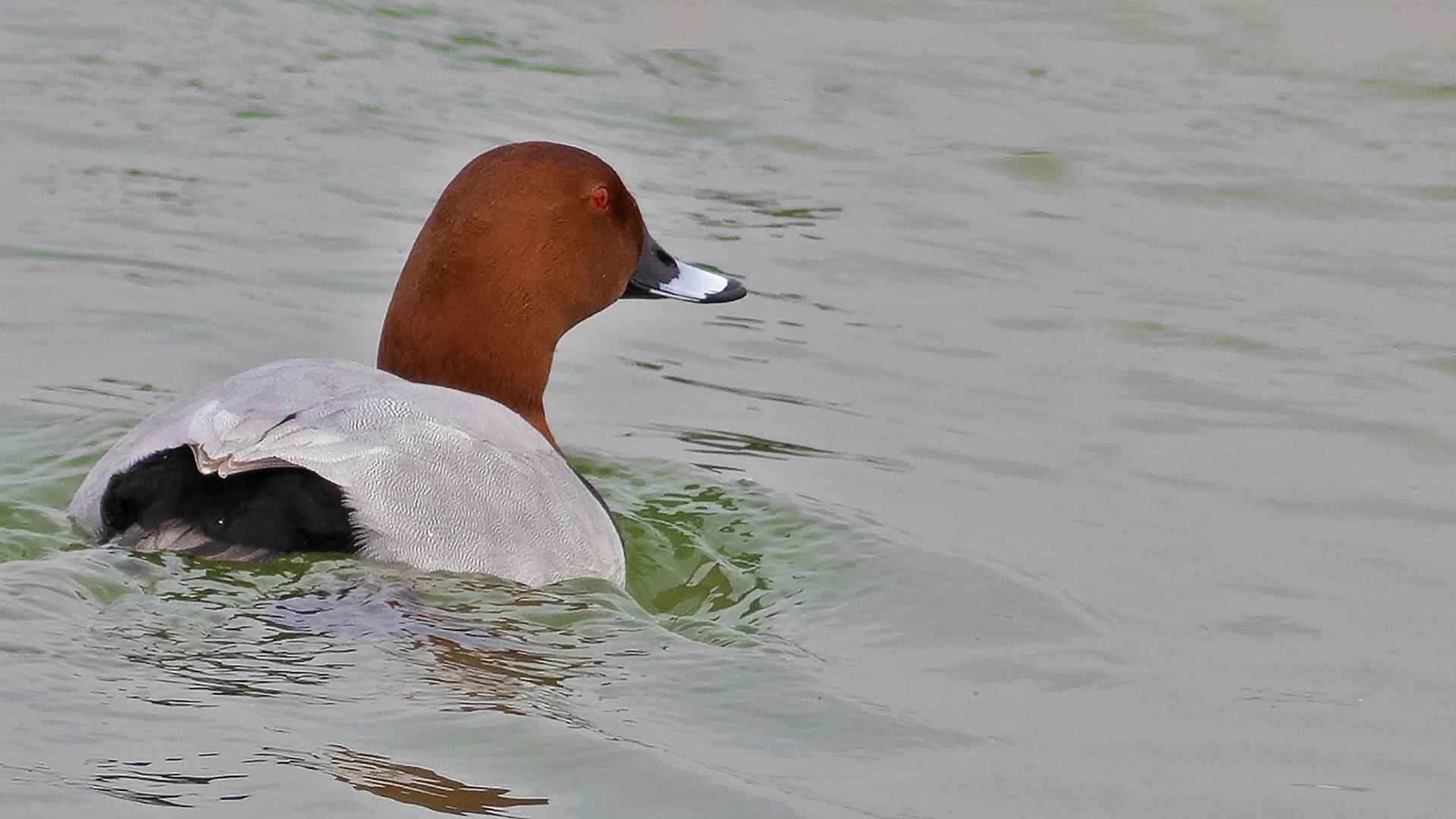 Common Pochard
